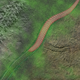 Yilingia spiciformis fossil (left), track marks (right), and artist’s reconstruction (center).